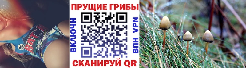 Псилоцибиновые грибы GOLDEN TEACHER  Купить закладки  Надым 